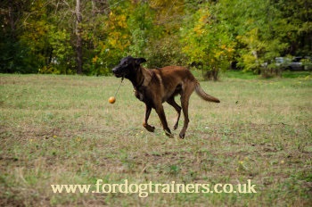 Belgian Malinois Training