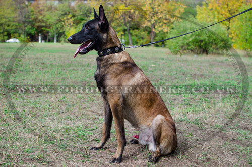 belgian shepherd malinois collars