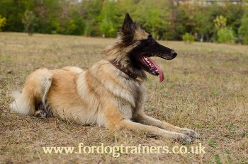 Belgian Shepherd Tervuren