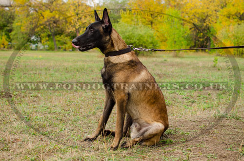 belgian shepherd collar buy online