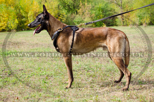 buy dog harness with spikes for belgian shepherd