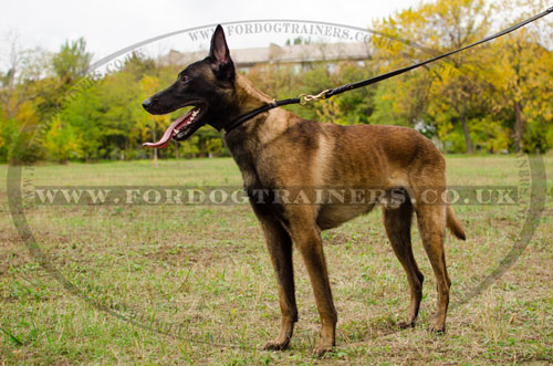 soft choke dog collar for Belgian Shepherd