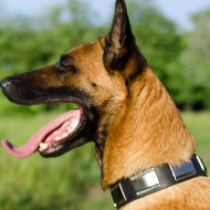 Dog Collar for Belgian Shepherd with Brass Plates