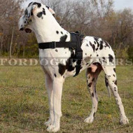 Nylon Dog Harness for Great Dane Walking, Pulling and Tracking