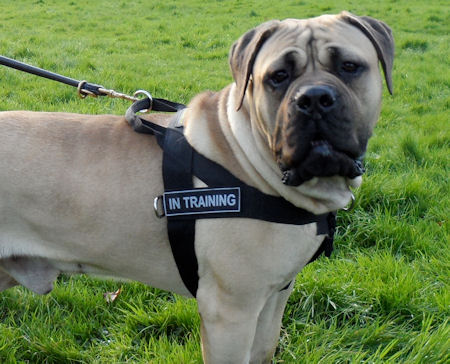 Nylon Dog Harness for Boerboel Mastiff