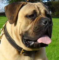 Padded Dog Collar For Boerboel