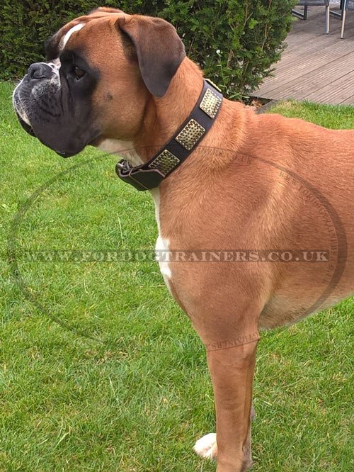 Boxer Designer Dog Collars for Large Breeds