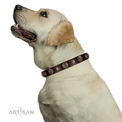Exclusive Brown Studded Dog Collar FDT Artisan For Active Walking