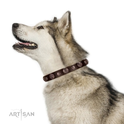 Exclusive Brown Studded Dog Collar FDT Artisan For Active Walking
