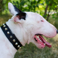 Bull Terrier Collar with Pyramids | Strong Elegant Dog Collar