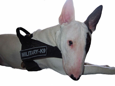 Nylon Dog Harness for English Bull Terrier