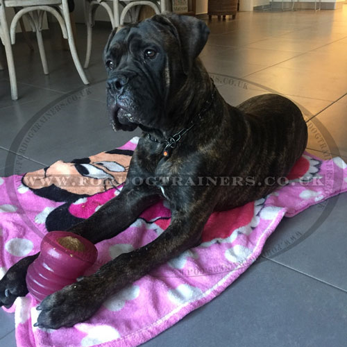 'Groovy Ball' Dog Treat Dispenser for Large Dogs