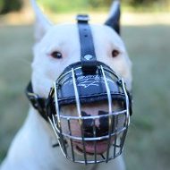 Choose English Bull Terrier Muzzle Size