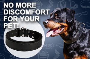 Soft Leather Dog Collar Padded