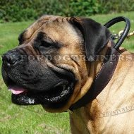 The Best Boerboel Mastiff Dog Collars with Handle 2 Ply Leather