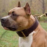 2 Ply Leather Agitation Dog Collar for Staffy UK Bestseller