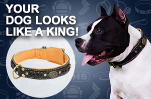 Nylon Dog Collar with Patches