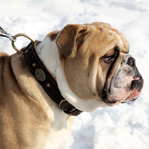 English Bulldog collar UK