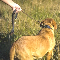 Leash with 2 Snap Hooks