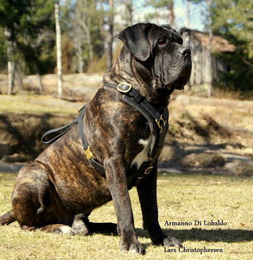 Luxury dog harness for Cane Corso by Lars Christophersen 