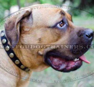 Cane Corso Mastiff Collar with Brass Studs - Bestseller!