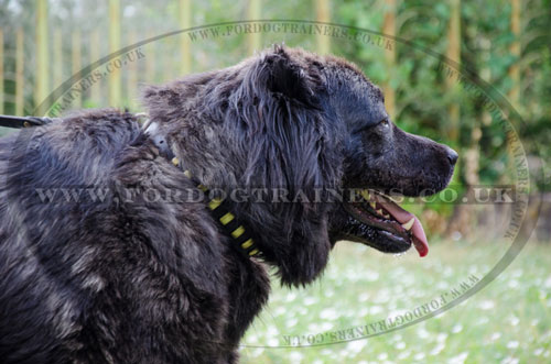 gold studded dog collar for Caucasian Ovcharka