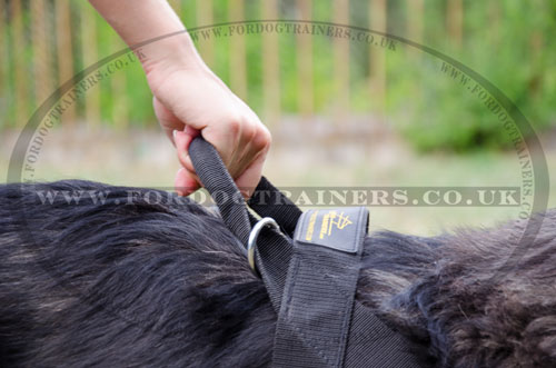 Caucasian shepherd dog Harness no pull