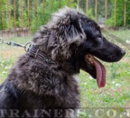 Caucasian Shepherd Elite Big Dog Collar "Barbed Wire"