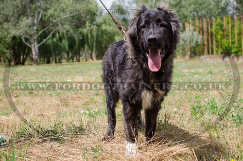 best non-restrictive dog harness for Caucasian Shepherd UK