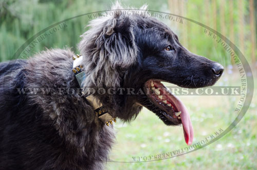 black leather dog collar with studs Caucasian Shepherd