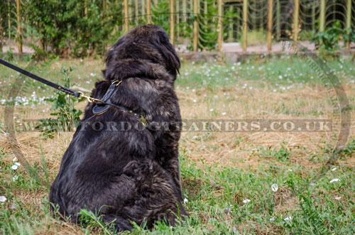 black leather studded dog harness for Caucasian Shepherd UK
