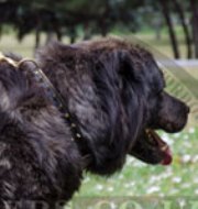 Caucasian Shepherd Black Padded Leather Dog Collar