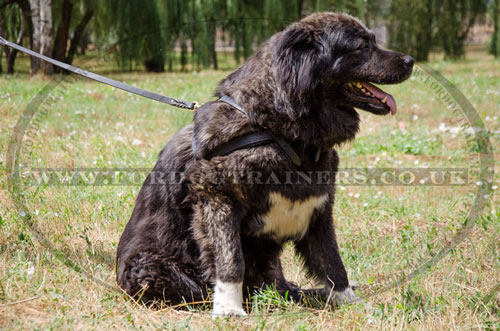 buy Caucasian Shepherd dog pulling harness online UK