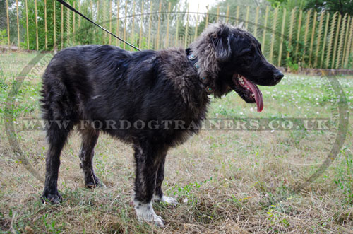 leather dog collar for Caucasian Shepherd