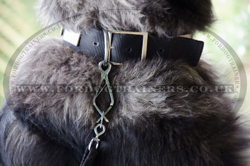 nylon dog collar with metal buckle UK