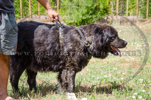 buy dog body harness with handle for Caucasian Shepherd in UK