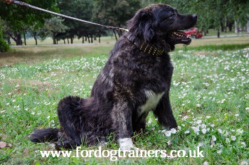 Caucasian Shepherd dog breed