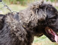 Caucasian Shepherd ID Plate Dog Collar