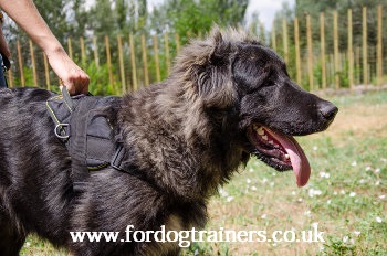 Caucasian Shepherd Training