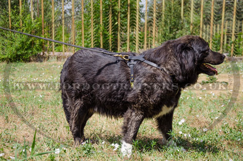 Caucasian Shepherd walking harness buy online 