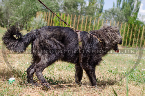 buy durable dog harness for Caucasian Shepherd Walking