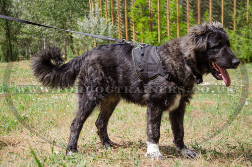 Caucasian Shepherd full chest dog harness