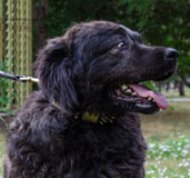 Wide Leather Spiked Dog Collar for Caucasian Shepherd