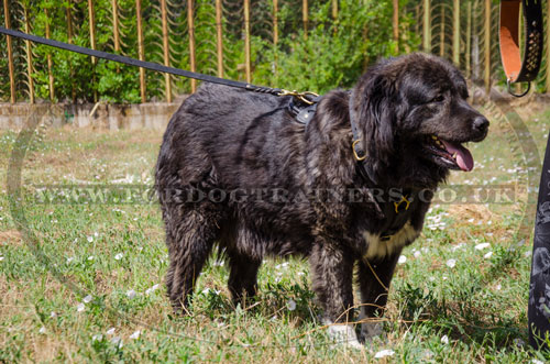 Caucasian Ovcharka Heavy-Duty Padded Dog Harness