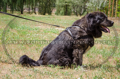 chose pulling dog harness for Caucasian Shepherd UK