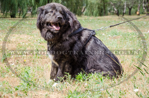 buy Caucasian Shepherd leather dog training harness online