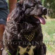 Designer Studded Walking Dog Harness for Caucasian Shepherd