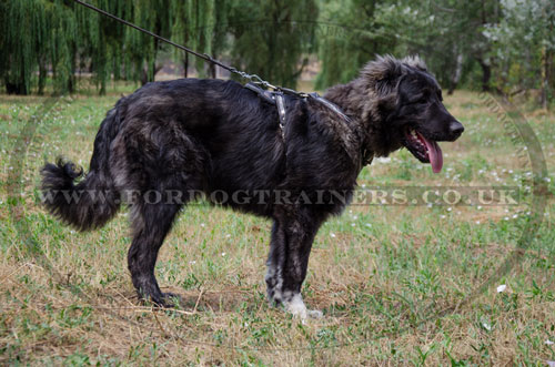 choose online designer leather dog harness for Caucasian Ovcharka