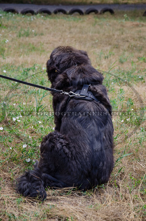 Caucasian Shepherd dog body harness with chest pad