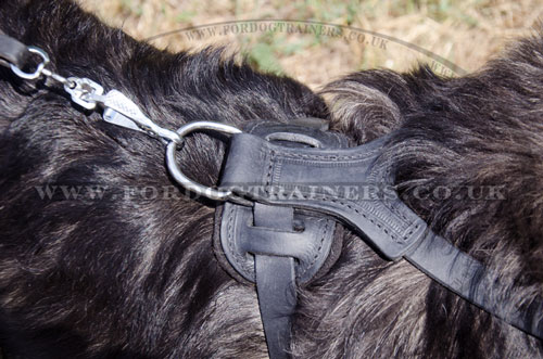  studded leather dog harness for Caucasian Shepherd UK